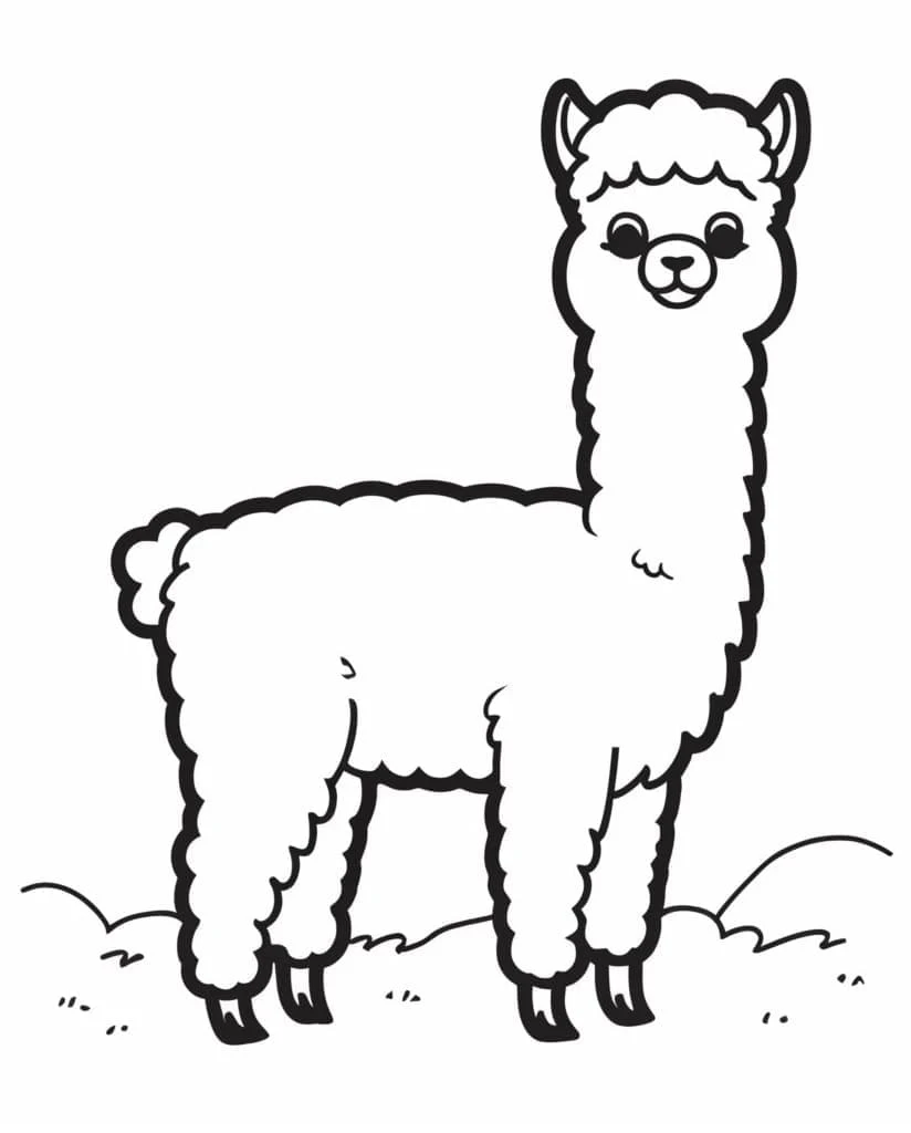 Disegno Alpaca in piedi sull'erba da colorare