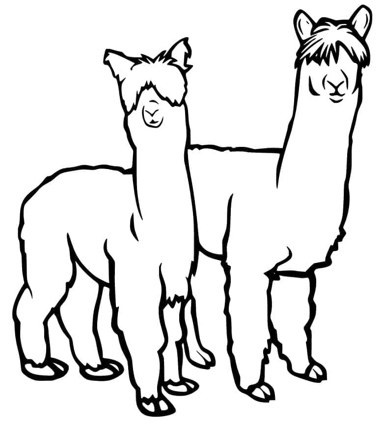 Disegno Alpaca due alpaca in piedi fianco a fianco da colorare Disegno Alpaca due alpaca in piedi fianco a fianco da colorare