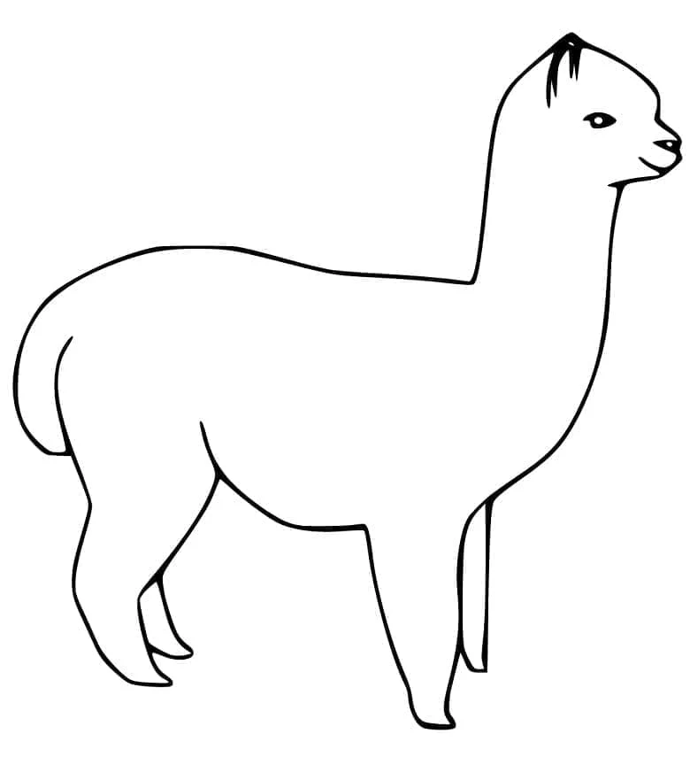 Disegno Alpaca in piedi di profilo da colorare Disegno Alpaca in piedi di profilo da colorare