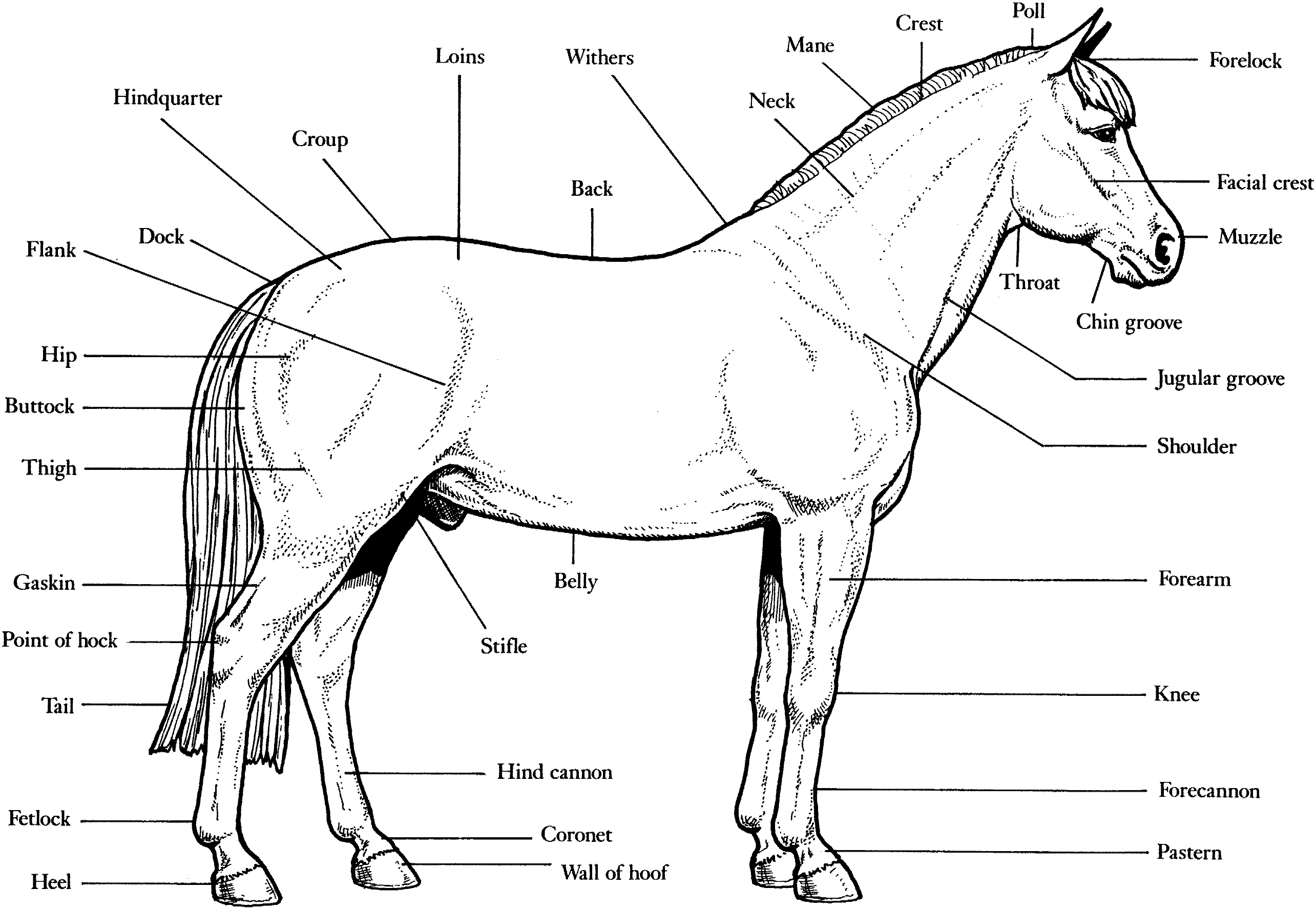 Disegno Cavallo con schema anatomico delle parti del corpo da colorare