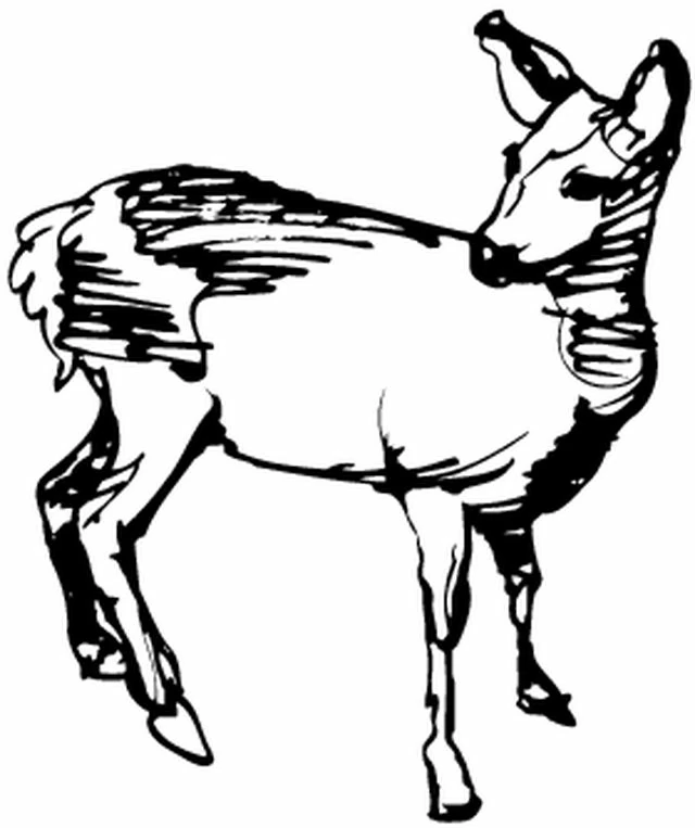 Disegno Cerva in piedi con la testa girata all'indietro da colorare