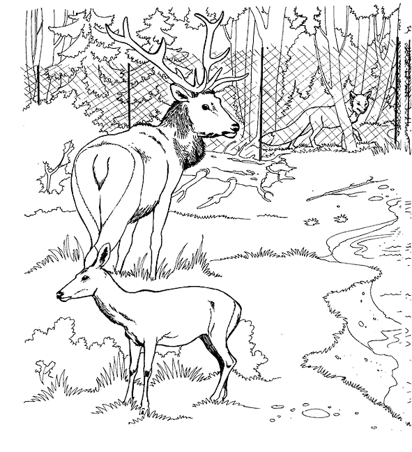 Disegno Cerva accanto a un grande cervo nella foresta da colorare