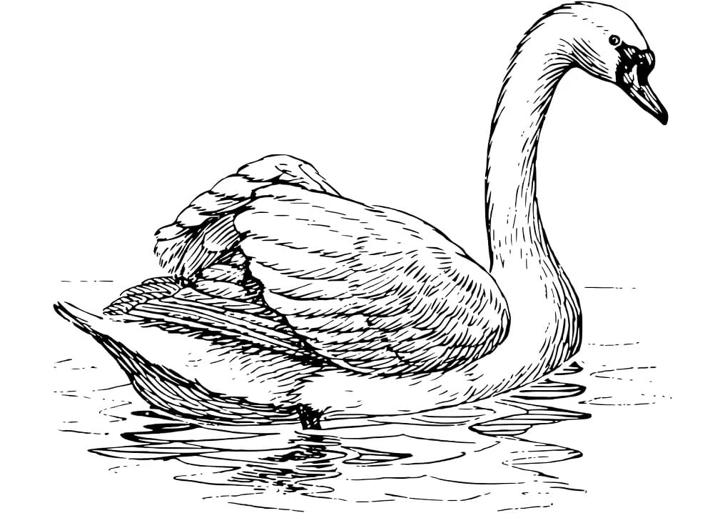 Disegno Cigno che scivola con grazia sull'acqua da colorare