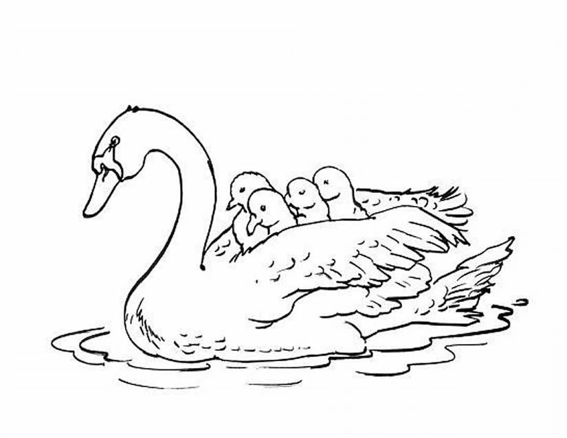 Disegno Cigno che porta i suoi piccoli sull'acqua da colorare Disegno Cigno che porta i suoi piccoli sull'acqua da colorare