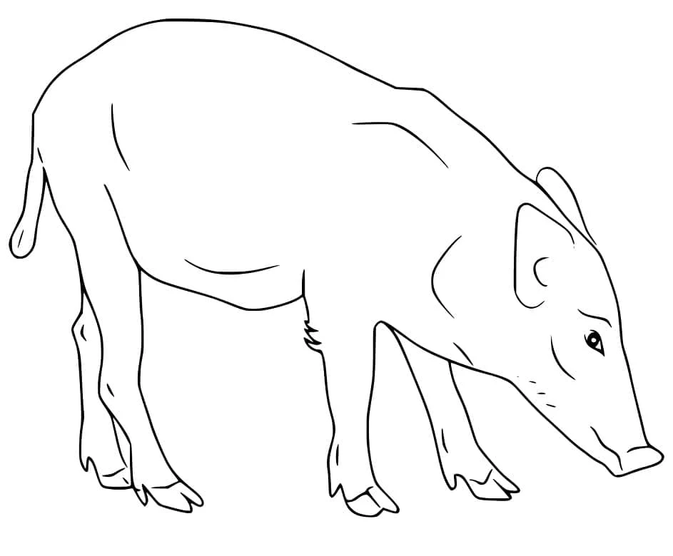 Disegno Cinghiale che annusa il terreno da colorare Disegno Cinghiale che annusa il terreno da colorare