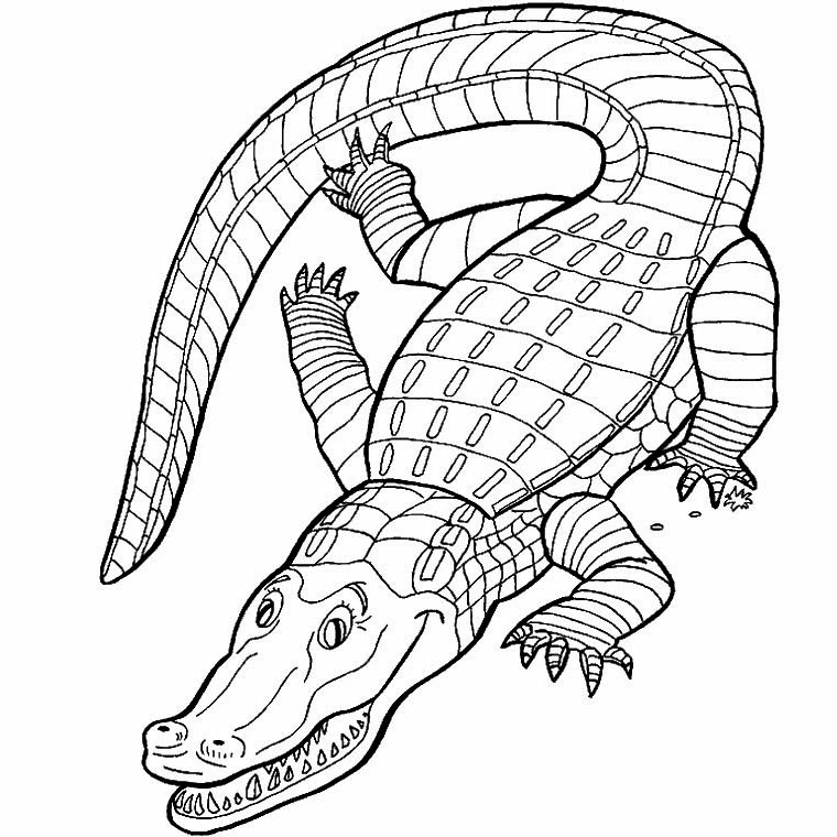 Disegno Coccodrillo visto dall'alto con la coda arrotolata da colorare