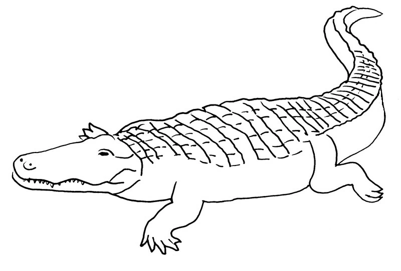 Disegno Coccodrillo che cammina con la coda arricciata da colorare Disegno Coccodrillo che cammina con la coda arricciata da colorare
