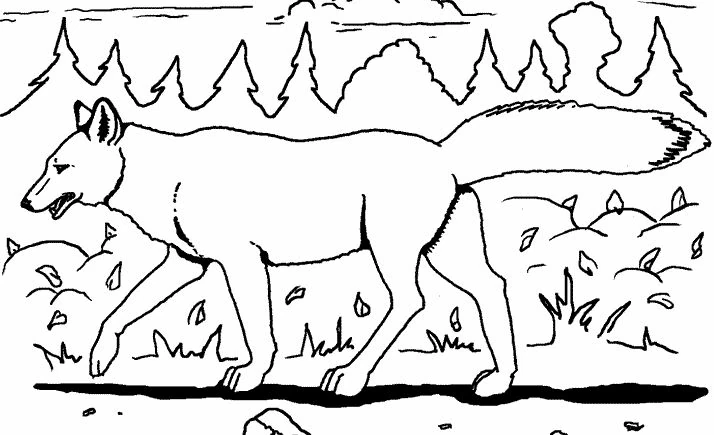 Disegno Coyote che cammina nella foresta da colorare Disegno Coyote che cammina nella foresta da colorare