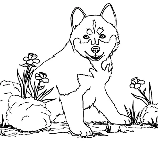 Disegno Cucciolo di husky seduto tra i fiori da colorare