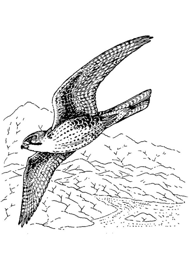 Disegno da colorare: Falco (Animali) #205270 - Pagine da Colorare Stampabili Gratuite