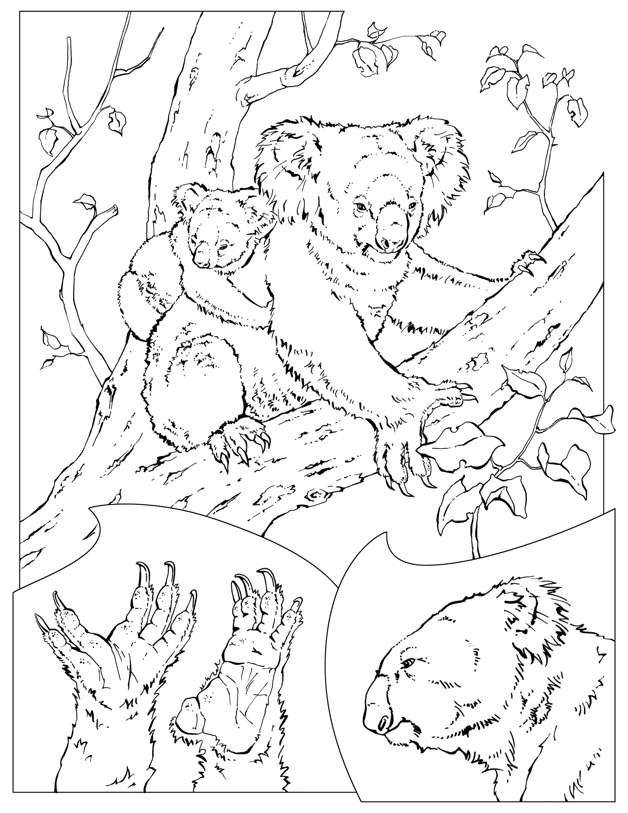 Disegno Koala con cucciolo su un albero e dettagli da colorare