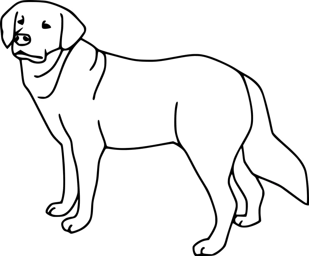 Disegno Labrador in piedi di profilo da colorare Disegno Labrador in piedi di profilo da colorare