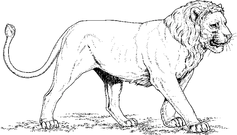 Disegno Leone che cammina con una folta criniera da colorare