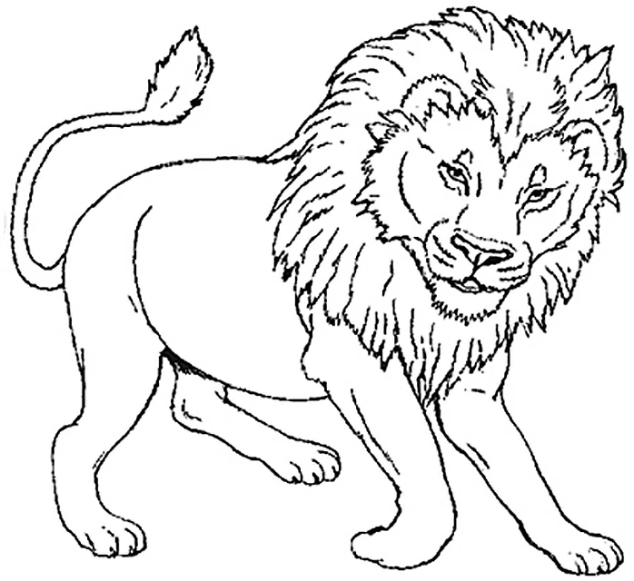 Disegno Leone che cammina con una folta criniera da colorare