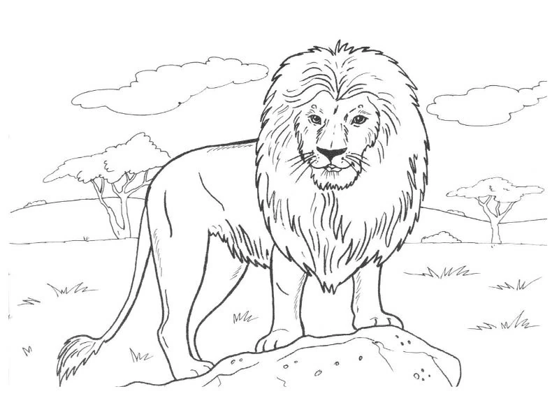 Disegno Leone in piedi su una roccia nella savana da colorare Disegno Leone in piedi su una roccia nella savana da colorare