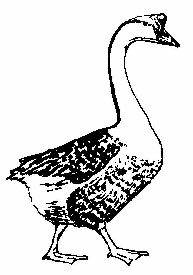 Disegno Oca che cammina con il collo alzato da colorare Disegno Oca che cammina con il collo alzato da colorare