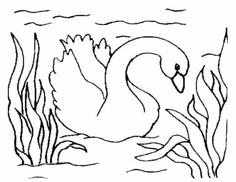 Disegno Oca che nuota tra i giunchi da colorare Disegno Oca che nuota tra i giunchi da colorare