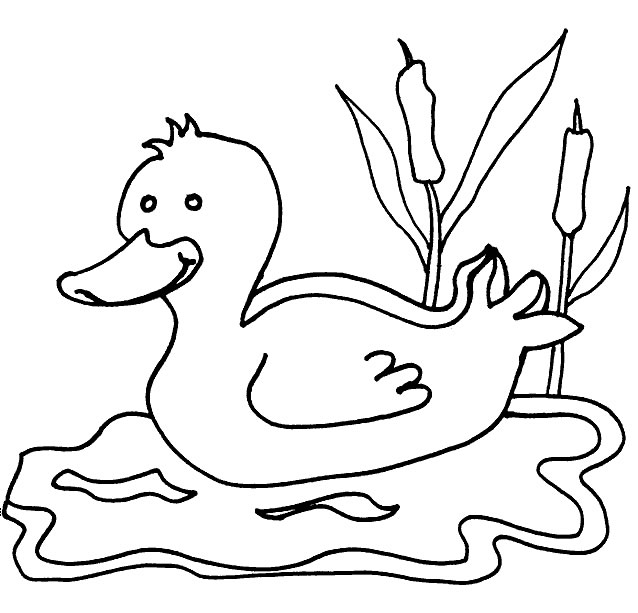 Disegno Oca che nuota vicino ai giunchi da colorare