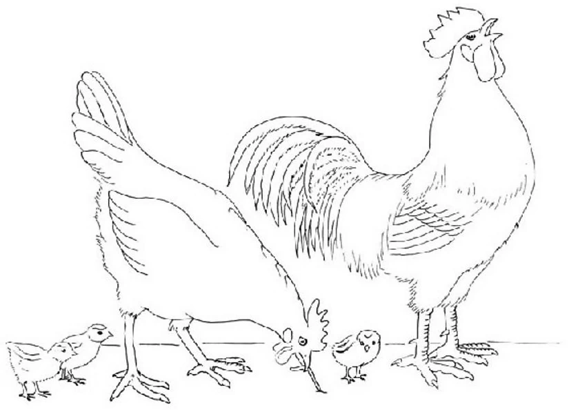Disegno Pulcino in famiglia con gallo e gallina da colorare Disegno Pulcino in famiglia con gallo e gallina da colorare