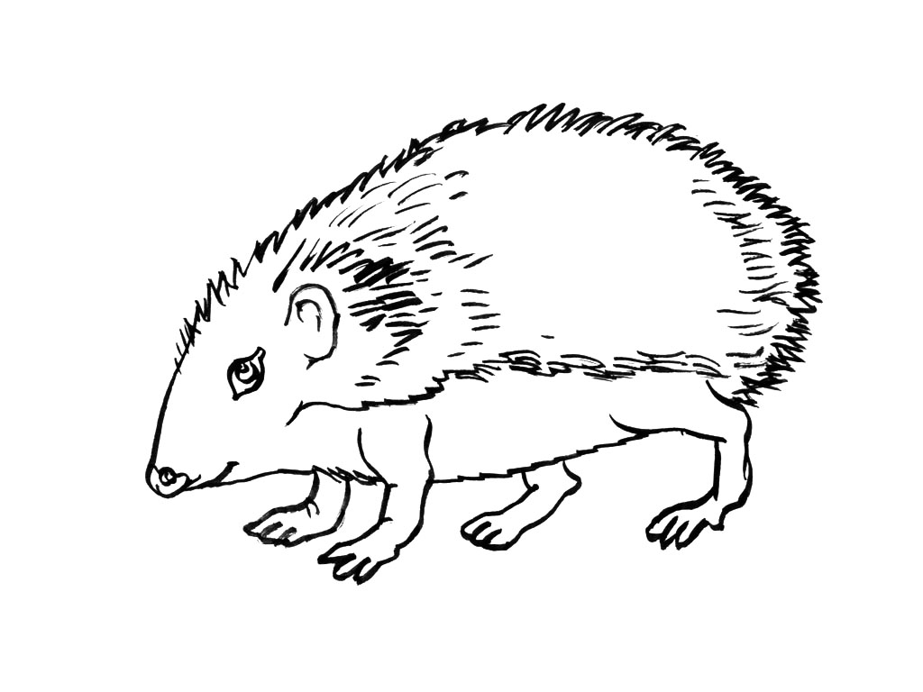 Disegno da colorare: Riccio (Animali) #8262 - Pagine da Colorare Stampabili Gratuite