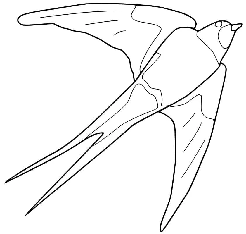 Disegno Rondine in volo con le ali spiegate da colorare