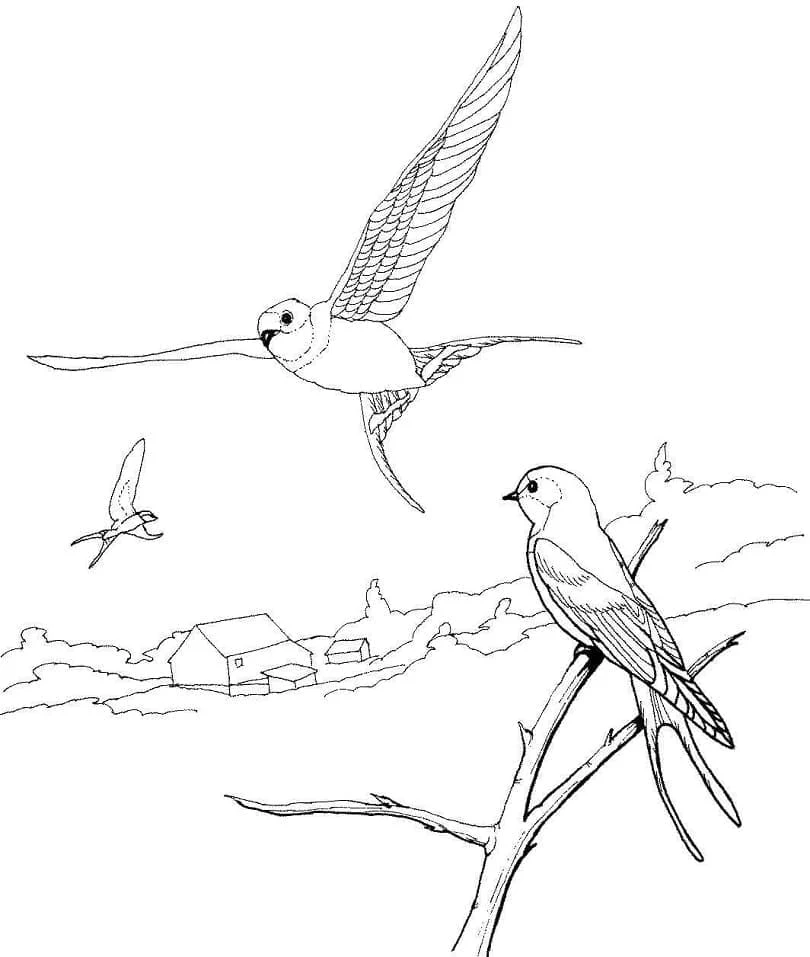 Disegno Rondine posata vicino a due rondini in volo da colorare