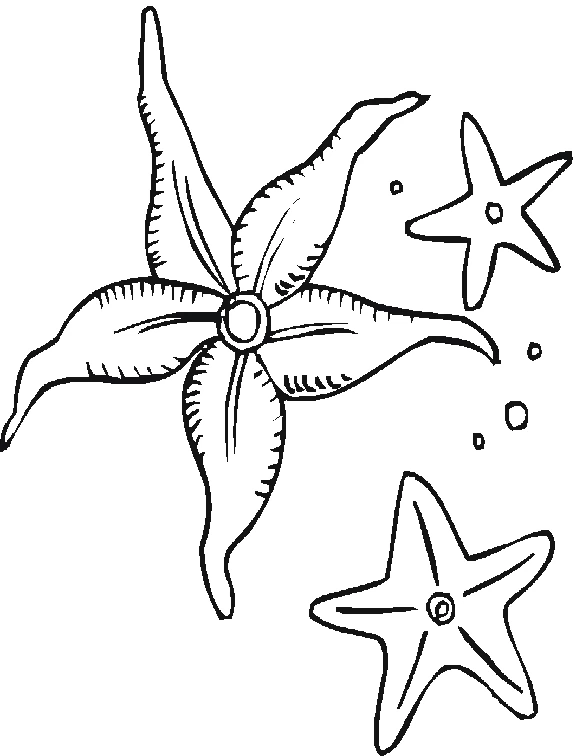 Disegno Stella marina circondata da due piccole stelle da colorare