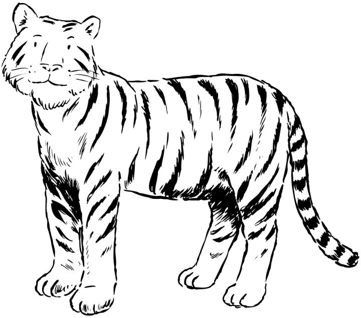Disegno Tigre in piedi rivolta in avanti da colorare