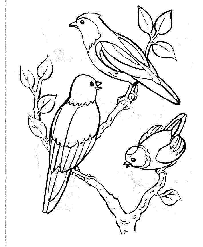 Disegno Tre uccelli posati su rami da colorare