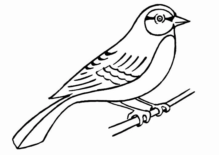 Disegno Uccello appollaiato su un ramo da colorare