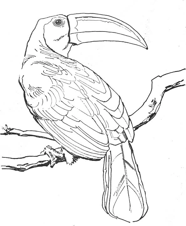 Disegno Tucano appollaiato su un ramo da colorare Disegno Tucano appollaiato su un ramo da colorare