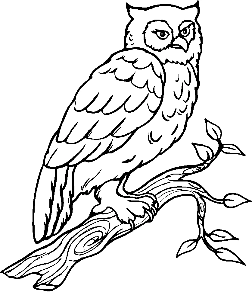 Disegno Uccello gufo appollaiato su un ramo da colorare Disegno Uccello gufo appollaiato su un ramo da colorare