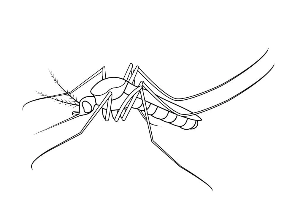 Disegno Zanzara con lunghe zampe e antenne da colorare