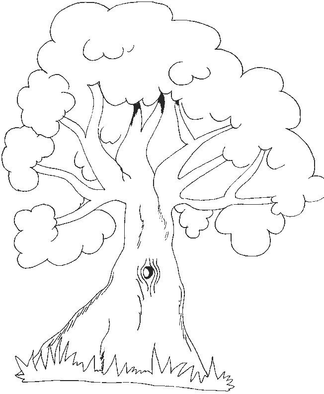 Disegno Albero con ampia chioma arrotondata da colorare Disegno Albero con ampia chioma arrotondata da colorare