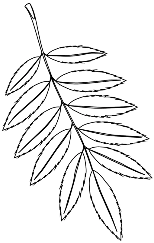 Disegno Foglia di albero con margini dentati da colorare
