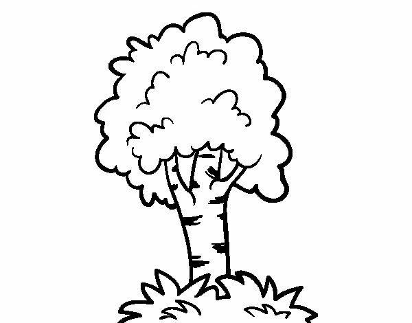 Disegno Albero dalla chioma tonda da colorare