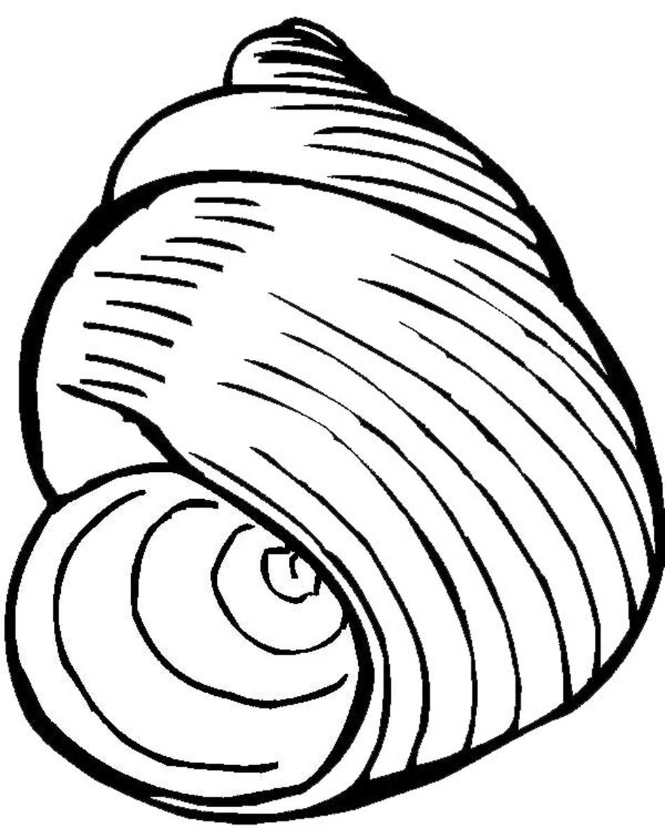Disegno Conchiglia a spirale con linee curve da colorare Disegno Conchiglia a spirale con linee curve da colorare