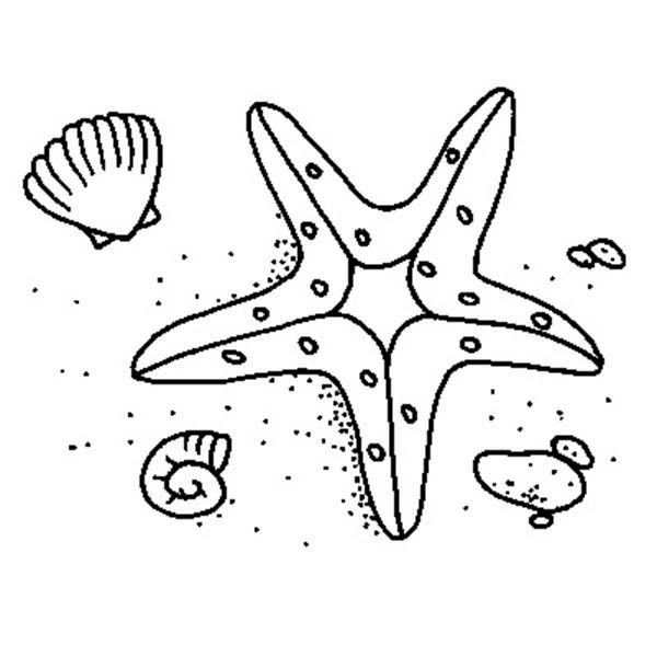Disegno Conchiglia e stella marina sulla sabbia da colorare Disegno Conchiglia e stella marina sulla sabbia da colorare