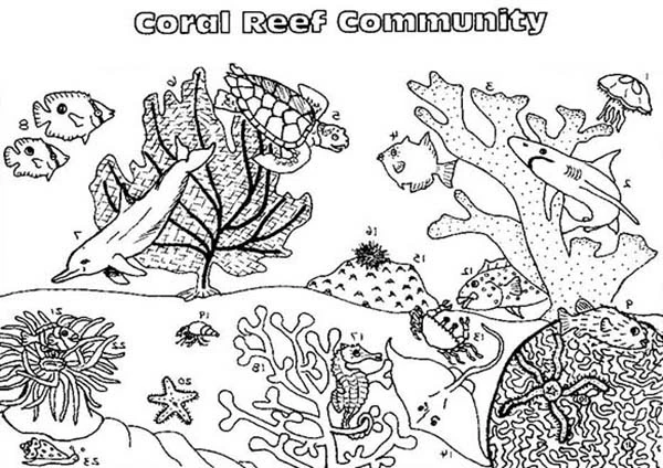 Disegno Comunità di corallo con delfino e tartaruga da colorare