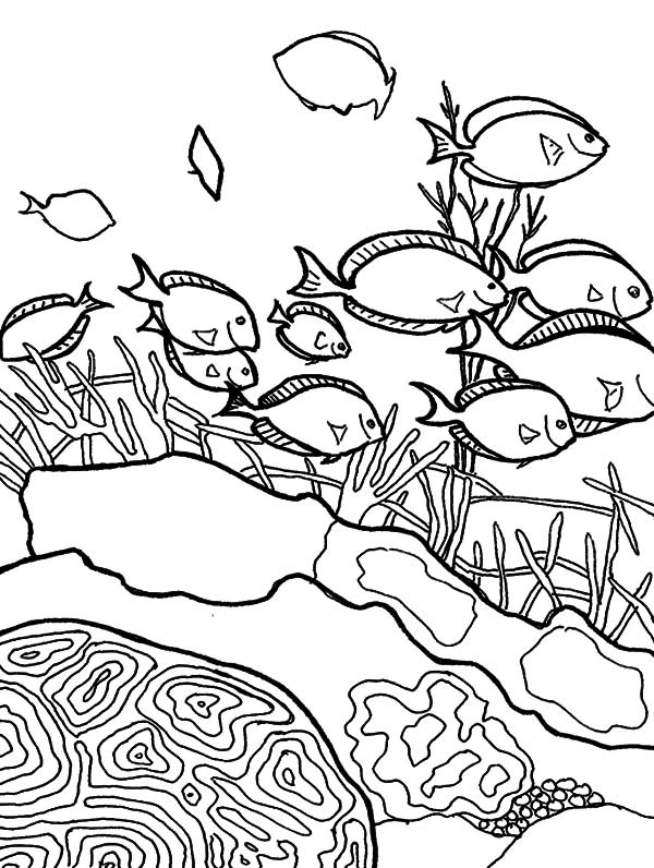 Disegno Banco di pesci che nuota sopra una barriera corallina da colorare