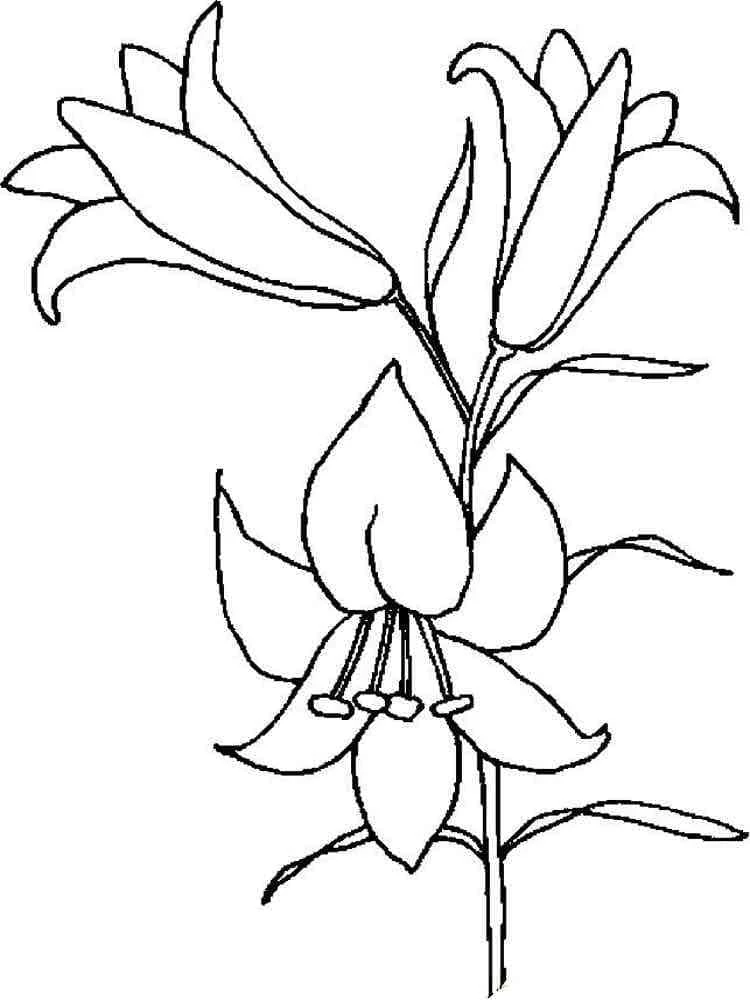 Disegno Gigli in fiore su uno stelo da colorare Disegno Gigli in fiore su uno stelo da colorare