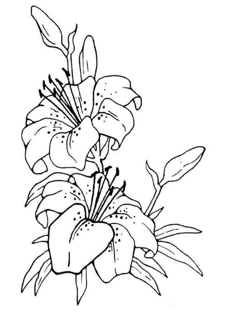 Disegno Fiori di giglio in fiore da colorare