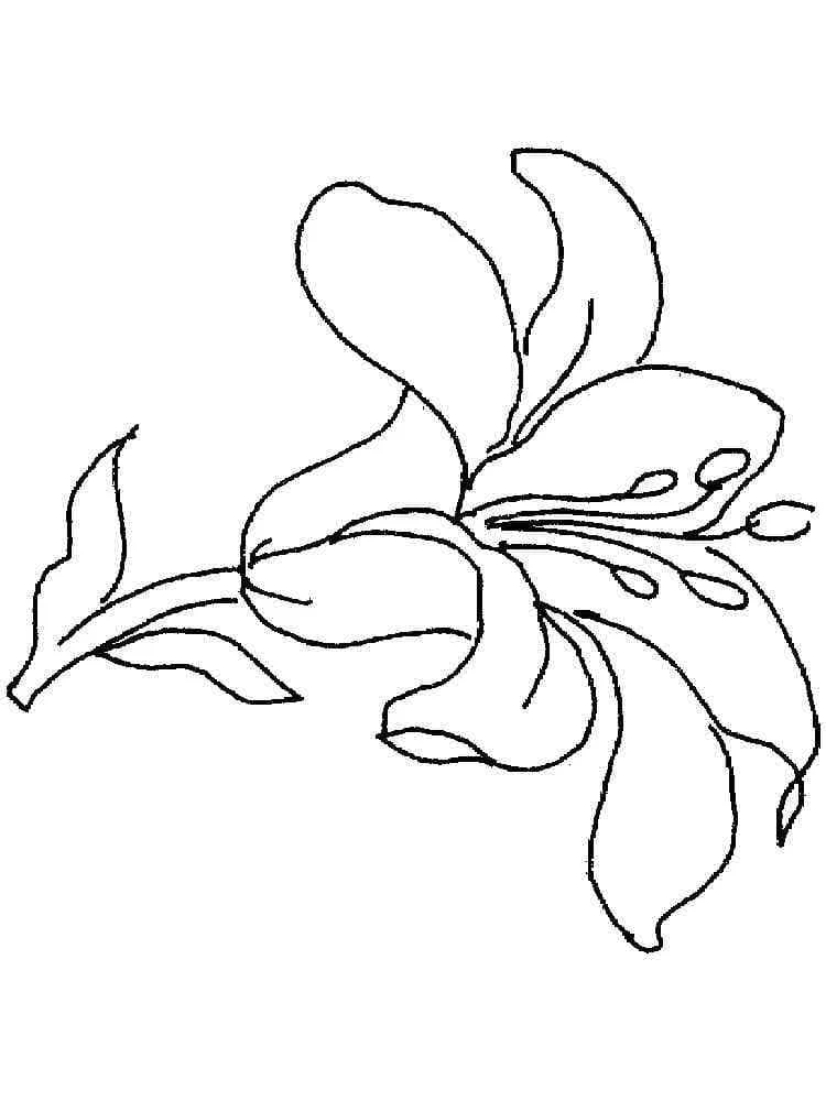 Disegno Giglio con petali aperti da colorare