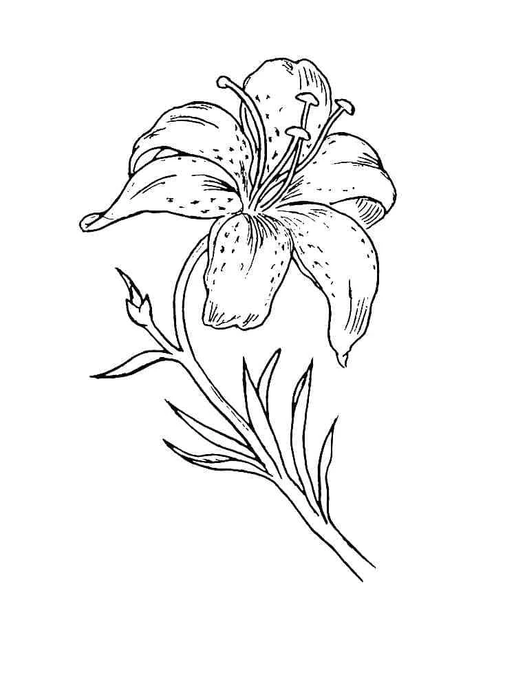 Disegno Giglio con petali ricurvi e dettagli punteggiati da colorare