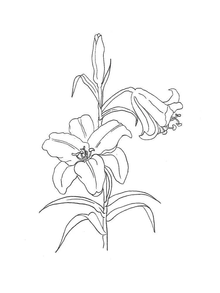 Disegno Giglio con due fiori sullo stelo da colorare