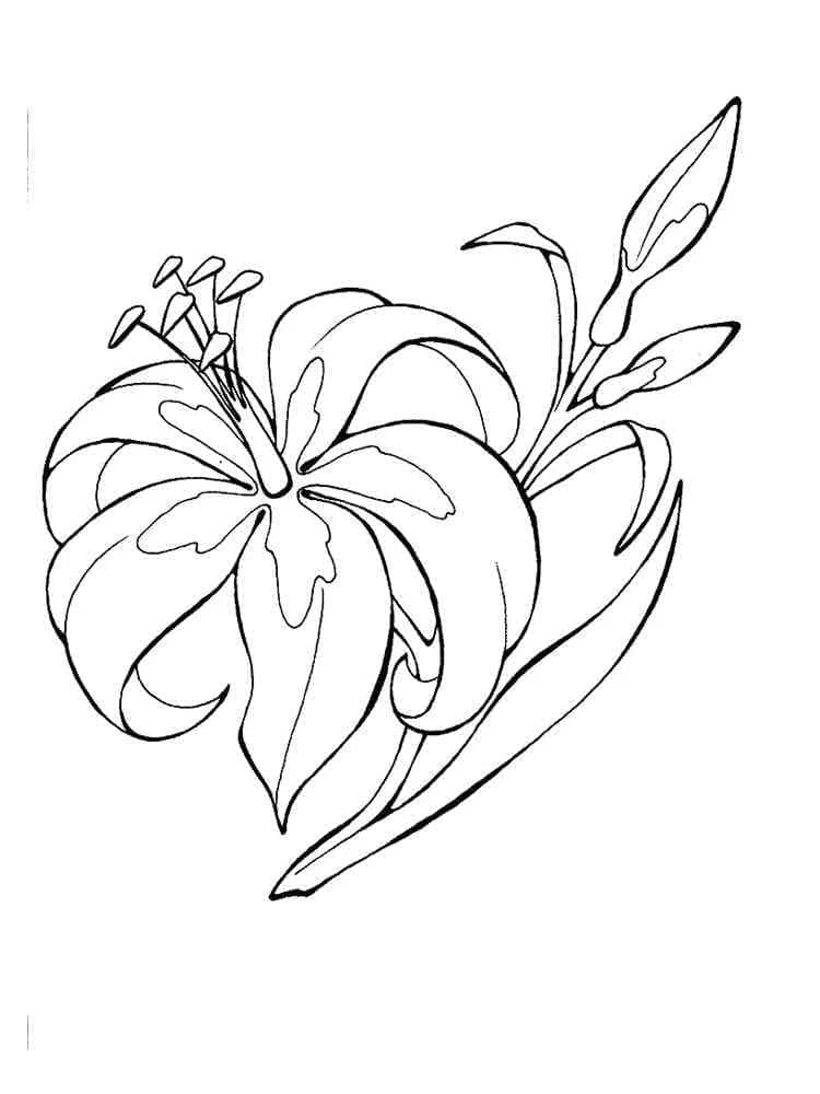 Disegno Giglio in fiore con boccioli da colorare