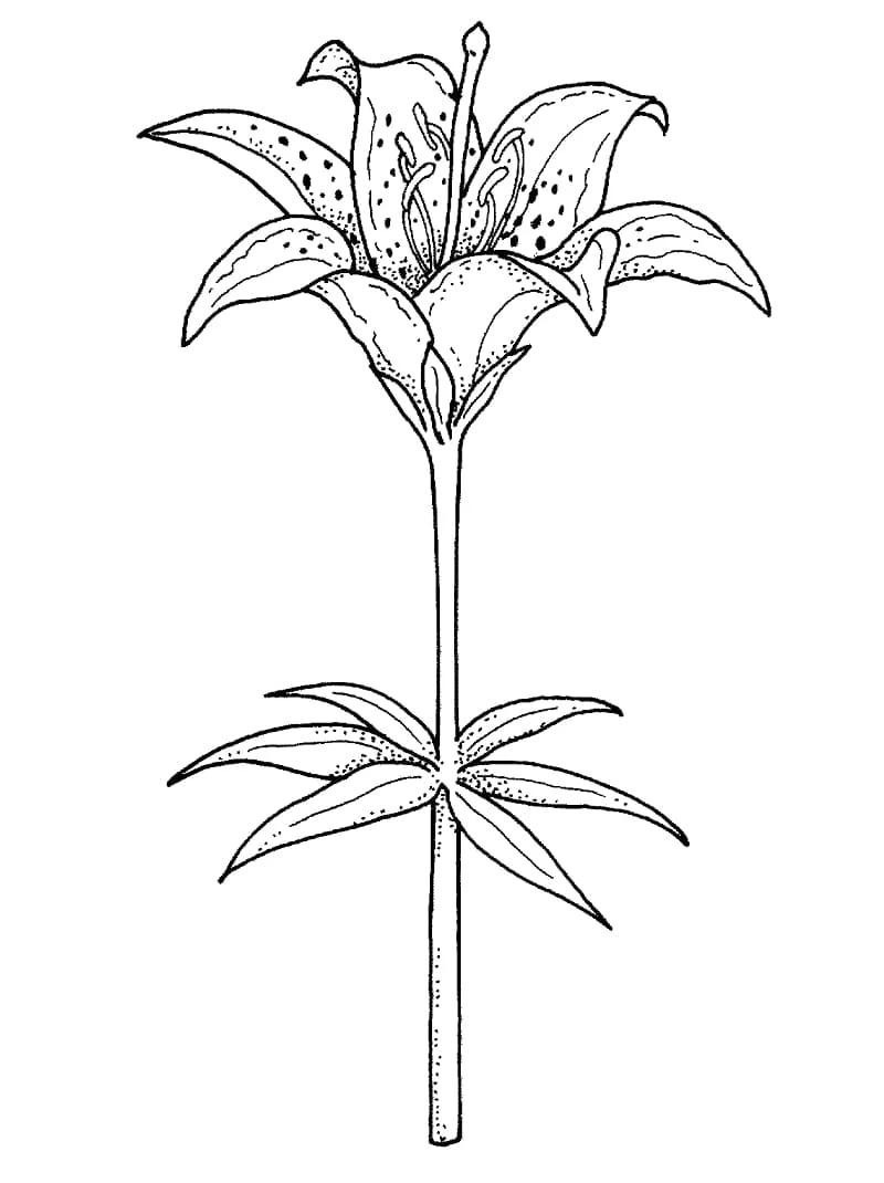 Disegno Giglio in piena fioritura sul suo stelo da colorare