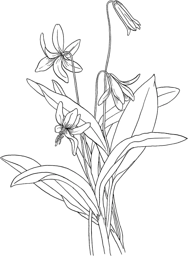 Disegno Giglio con petali curvi e foglie lunghe da colorare