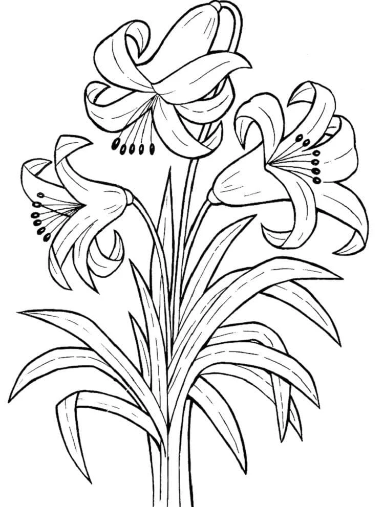 Disegno Giglio in piena fioritura da colorare