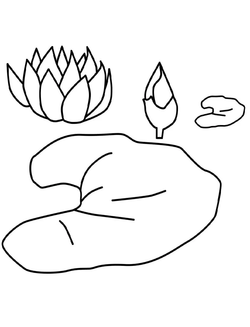 Disegno Ninfea con foglia e boccioli da colorare
